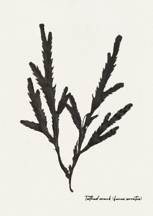 Image of Toothed Seaweed (Fucus serratus)