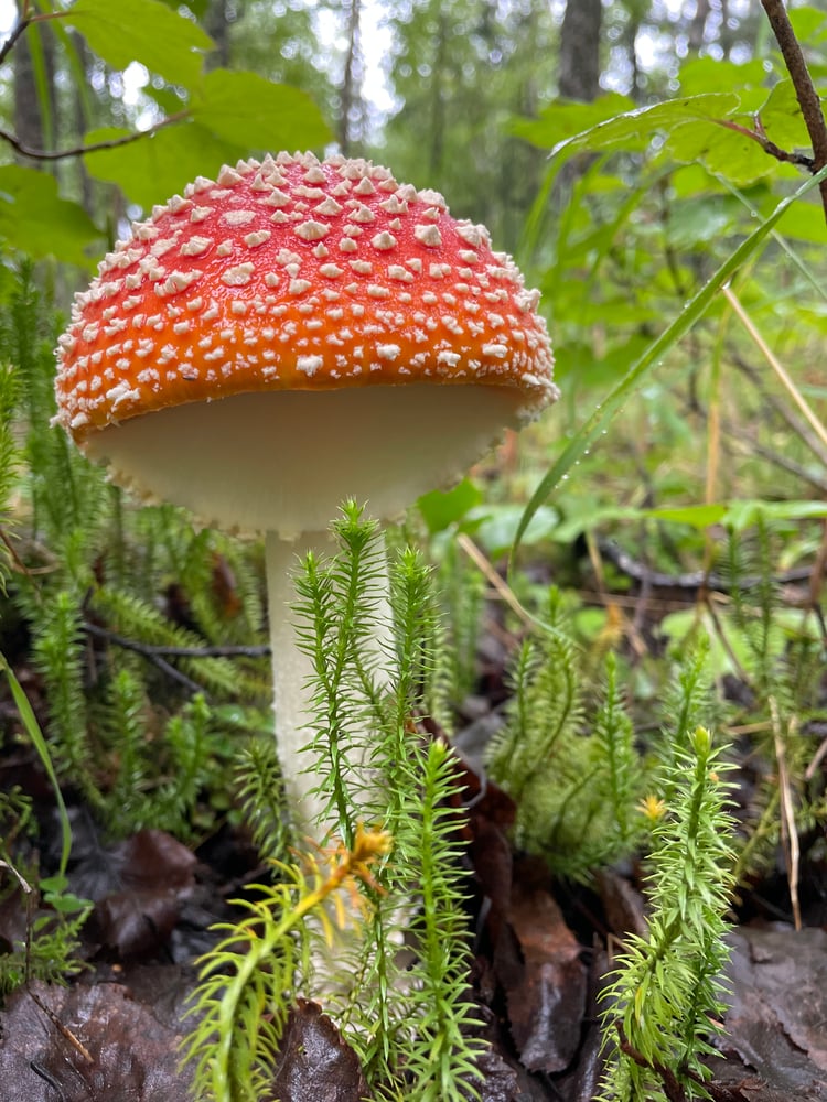 Image of Amanita Embroidery