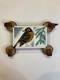 Robin in custom frame