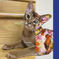 Image 4 of Colourful Abyssinian Cat - Original Artwork 