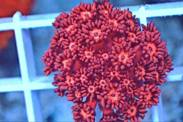 Image of Red Goniopora wysiwyg