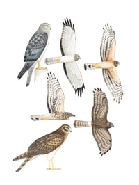 Original Painting - Northern Harrier (Circus hudsonius)