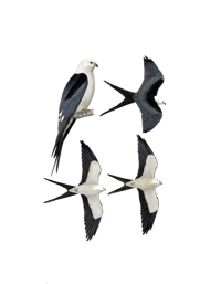 Original Painting - Swallow-tailed Kite (Elanoides forficatus)