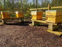 Sponsor a hive