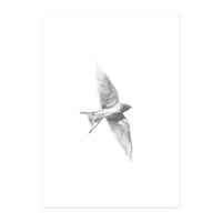 Image 1 of L'oiseau.x