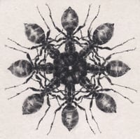 ant8 (4x4, 8x8, 11x11 inches) fine art print