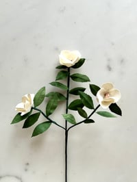 White Flowering Camellia Branch 