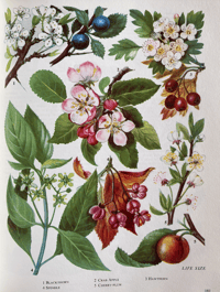 Image 9 of The Oxford book of Wild Flowers