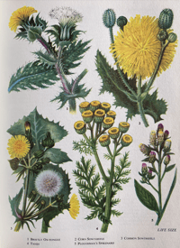 Image 8 of The Oxford book of Wild Flowers