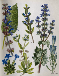 Image 9 of The Oxford book of Wild Flowers