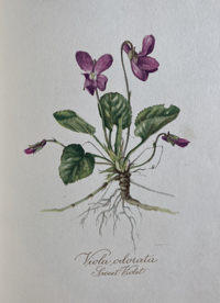 Image 9 of Vintage wild flower book