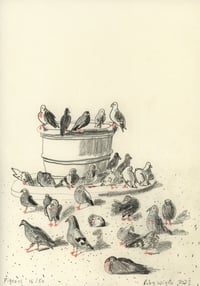 Pigeons