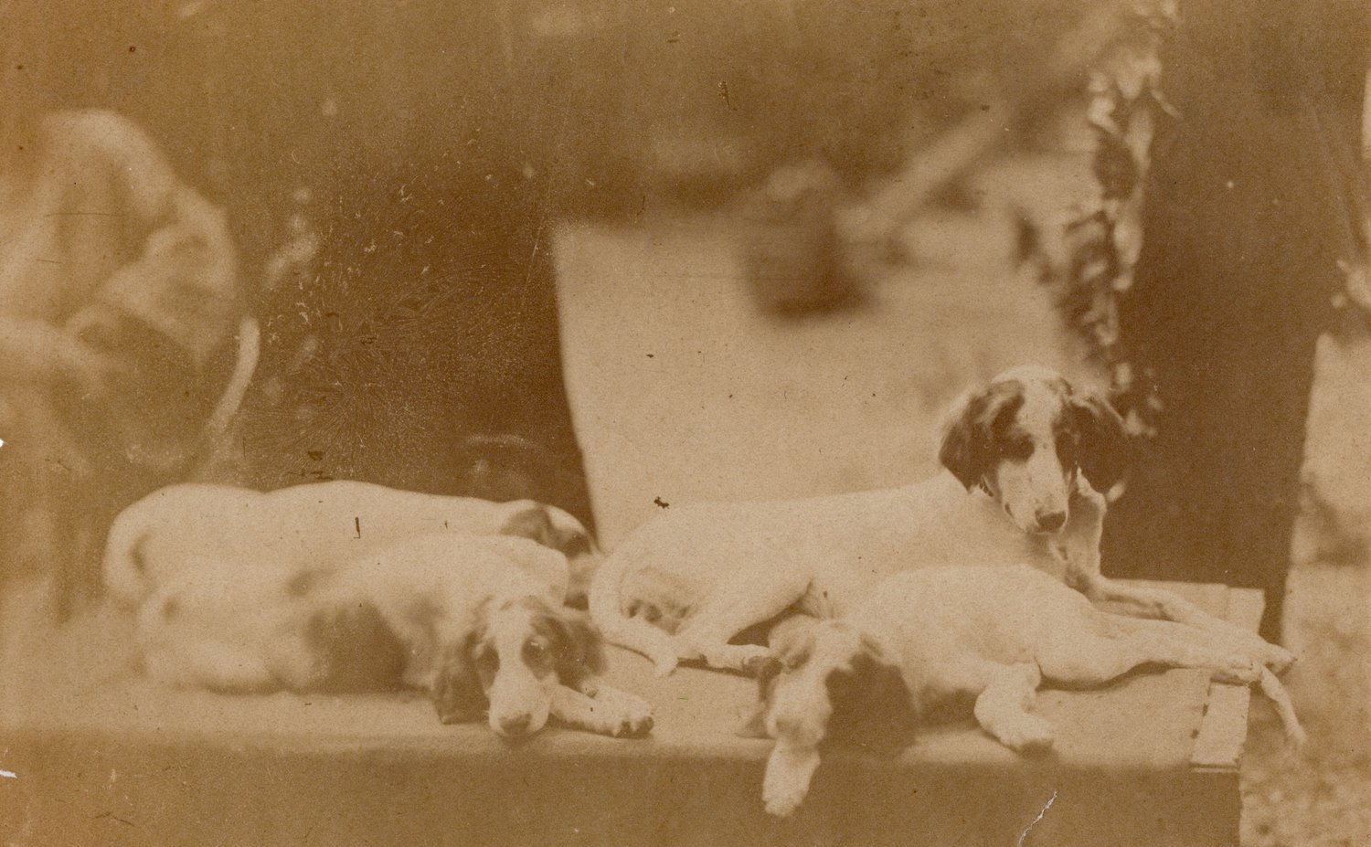 Image of Anonyme: pack of dogs, France ca. 1870