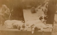 Anonyme: pack of dogs, France ca. 1865
