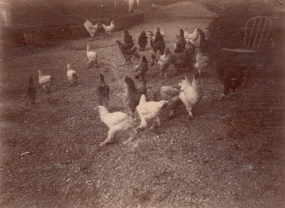 Image of Anonyme: "chicken run", France ca. 1870