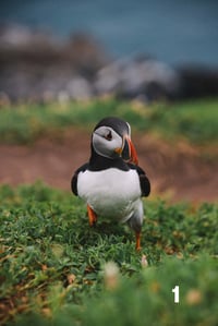 Image 1 of Puffins