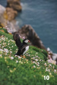 Image 10 of Puffins