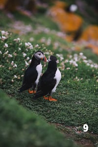 Image 9 of Puffins