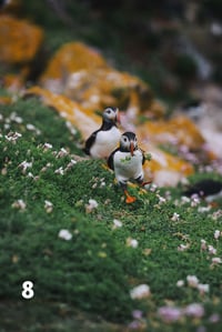 Image 8 of Puffins