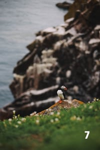 Image 7 of Puffins