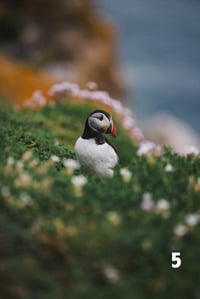 Image 5 of Puffins