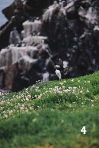 Image 4 of Puffins