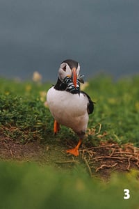 Image 3 of Puffins