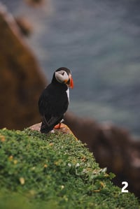 Image 2 of Puffins