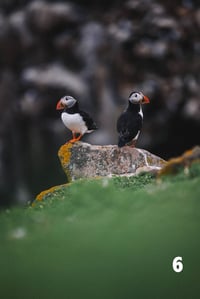 Image 6 of Puffins