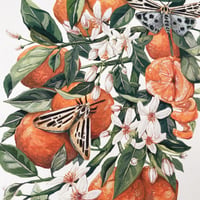 Image 2 of clementines & blue moths A4