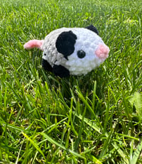 Image 1 of Baby Opossum 