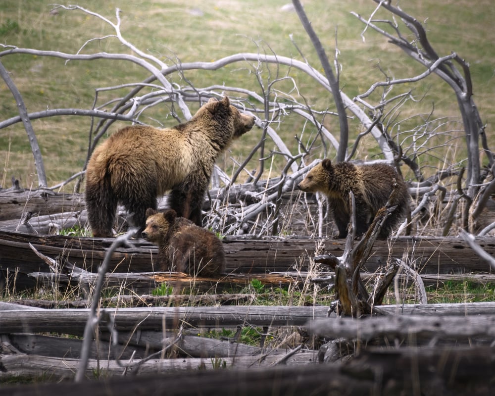 Image of Snow's First Cubs