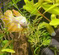 Image 2 of I Kinda Hate You | Fish Zine #1: Bettas