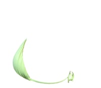 Image 3 of Kiwi Top