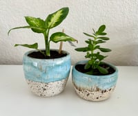 Image 1 of Set of 2 Beach Planters 