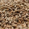 4.5LB STERILE RYE GRAIN SPAWN BAGS (UNCOLONIZED)