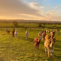 Image 6 of Learn to crochet at Cadbury Alpacas in Tickenham Saturday June 29th 3-5.30pm