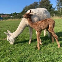 Image 5 of Learn to crochet at Cadbury Alpacas in Tickenham Saturday June 29th 3-5.30pm