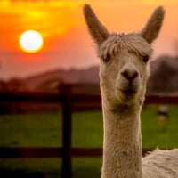 Image 9 of Learn to crochet at Cadbury Alpacas in Tickenham Saturday June 29th 3-5.30pm