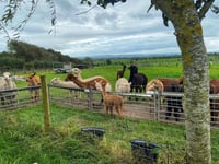 Image 10 of Learn to crochet at Cadbury Alpacas in Tickenham Saturday June 29th 3-5.30pm