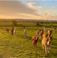 Image 12 of Learn to crochet at Cadbury Alpacas in Tickenham Saturday June 29th 3-5.30pm