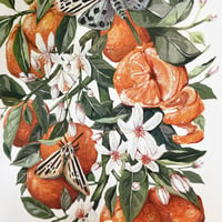 Image 2 of clementines & blue moths A5