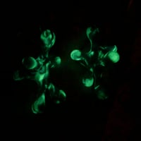 Image 3 of MOLECULAR Earrings