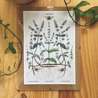 Image 1 of mentha A5