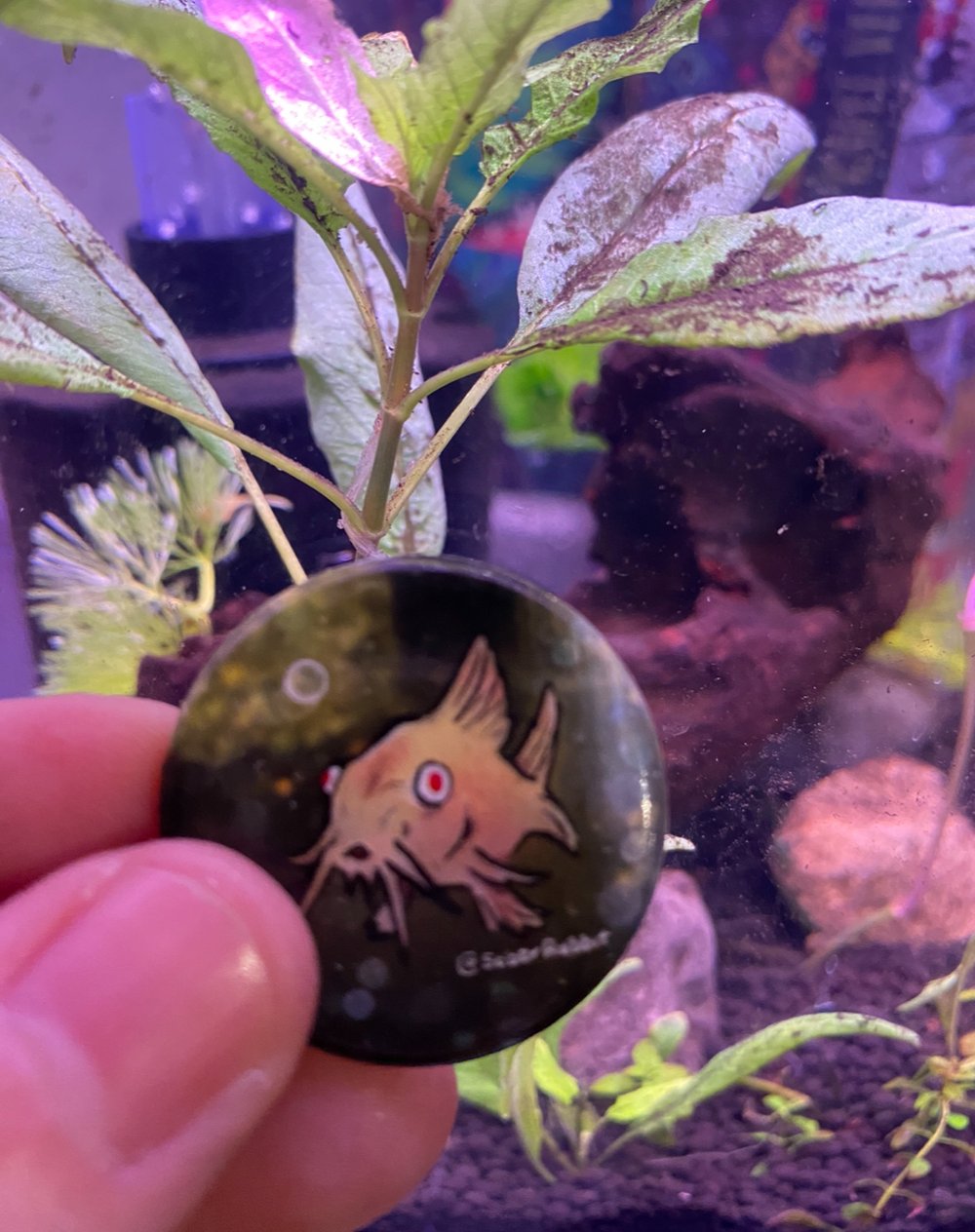 Corydora Club | Button