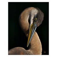 Image 1 of Great Blue Heron 11x14" Print