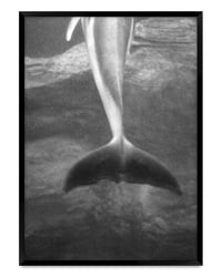 Image 1 of Ellen Virgona 'Dolphin Tail, Minato. 2016'. Original artwork