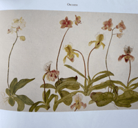 Image 3 of Favourite Flowers by Elizabeth Blackadder