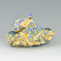 Image 12 of XXXL. Venomous Blue Ringed Octopus - Flameworked Glass Sculpture