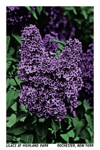 Image 1 of Lilacs at Highland Park Postcard